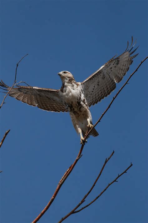 A young hawk taking flight : r/pics