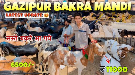 Gazipur Bakra Mandi 2024 Latest Video Gazipur Bakra Mandi Delhi Today