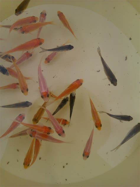 Guide To Growing Koi Fry Guide To Growing Koi Fry From 6 8 Weeks Old