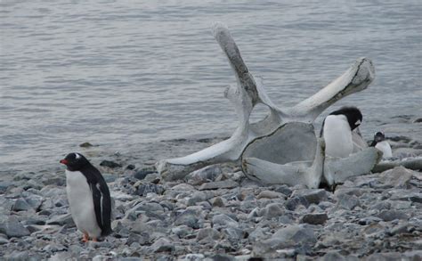 Croisi Re Jusqu Au Cercle Polaire Antarctique Nord Espaces