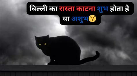 बिल्ली का रास्ता काटना कब शुभ होता है और कब अशुभ होता है। Billi Ka