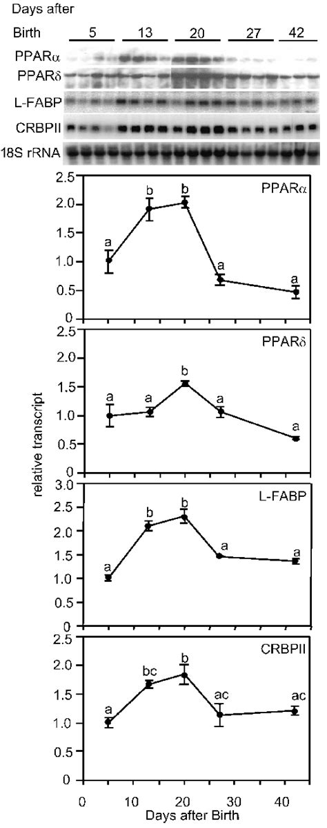 Postnatal Changes Of PPAR PPAR L FABP And CRBPII MRNA Levels In Rat