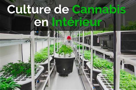 Culture Indoor Le Guide Complet Semonslabiodiversite