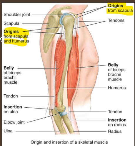 Chapter 11 Muscular System Part 1 Flashcards Quizlet