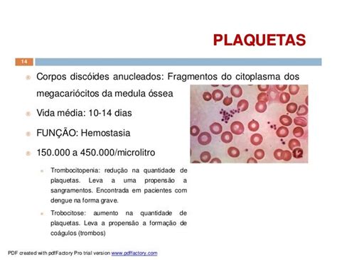 03 Sangue E Hematopoese