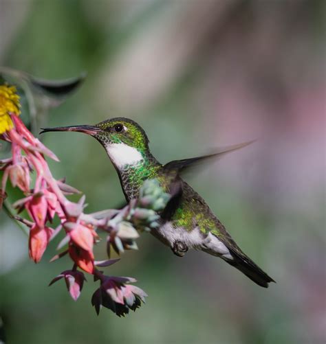 Hummingbird Wild Bird Leucochloris Free Photo On Pixabay Pixabay