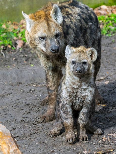 610+ Hyena Pups Stock Photos, Pictures & Royalty-Free Images - iStock