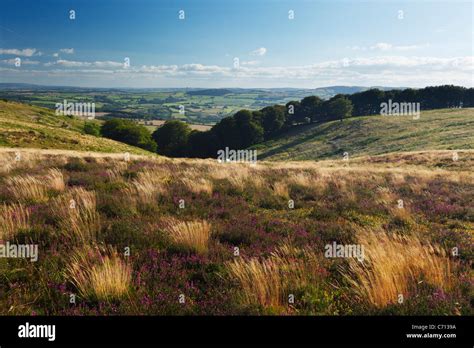 View Down Paradise Combe From Thorncombe Hill The Quantock Hills