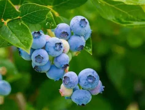 List Of Blueberry Highbush Varieties Home Garden Vegetables