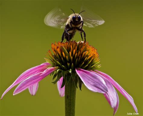 5 Facts About Bumble Bees—and How To Help Them • The National Wildlife