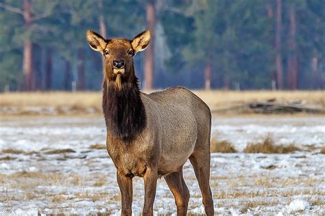 Elk Harvest Drops Significantly in West Central Montana