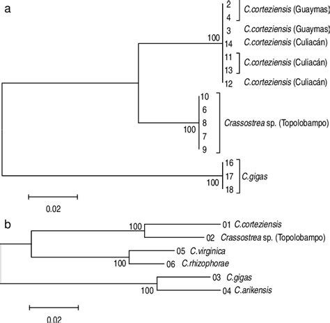 Neighbor Joining Dendrogram Of Mtdna Sequence Homologies A Location