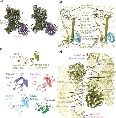 Activation Mechanism Of DNA PKcs In The LR Synaptic Complex A