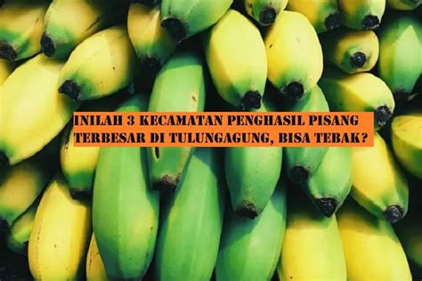 3 Kecamatan Penghasil Pisang Terbesar Di Tulungagung Besuki Berhasil