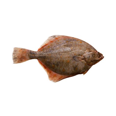 Ikan Flounder Online At Best Price Whole Fish Lulu Indonesia