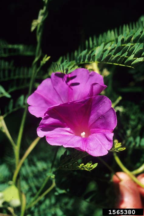 Morning Glory Genus Ipomoea