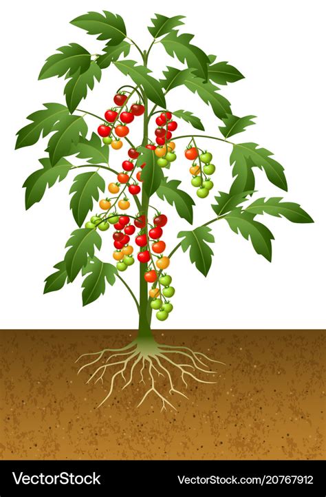 Cherry Tomato Plant With Root Under The Ground Vector Image