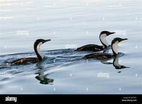 imperial shag (Phalacrocorax atriceps) AKA antarctic shag swimming in ...