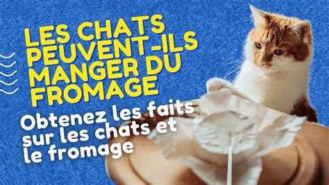 Les Chats Peuvent Ils Manger Du Fromage Obtenez Les Faits Sur Les