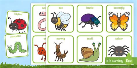 Cute Minibeast Picture Cards (Teacher-Made) - Twinkl