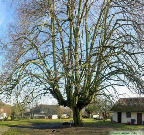 Geleitete Linden Im Pfarrgarten Berge Neu Eichenberg