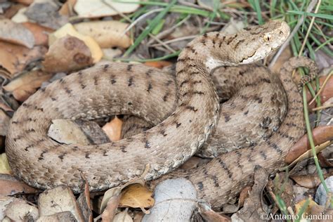 Vipera Aspis Zinnikeri Asp Viper Adult Female Spain Sp Flickr