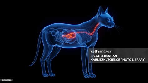 Stomach And Esophagus Of A Cat Illustration High-Res Vector Graphic ...