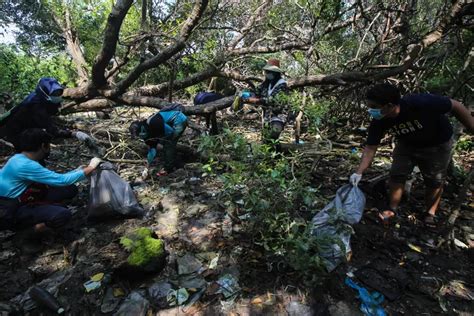 Foto Aksi Bersih Bersih Sampah Plastik Di Hutan Mangrove Wonorejo