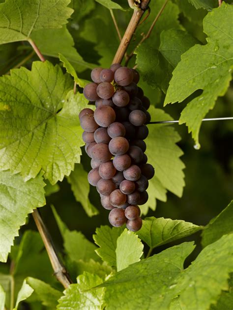 Pinot Gris Vin Blanc Dalsace Domaine Claude Et Christophe Bléger