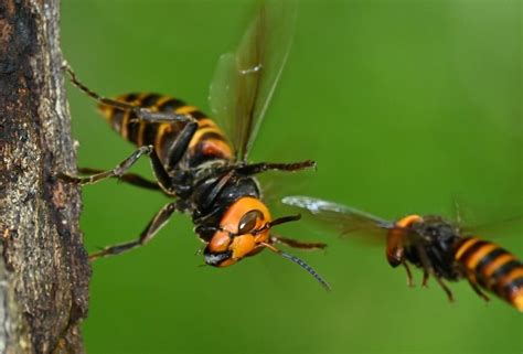 Wasp And Hornet Safety How To Handle Nests Around Your Home Mcfadden