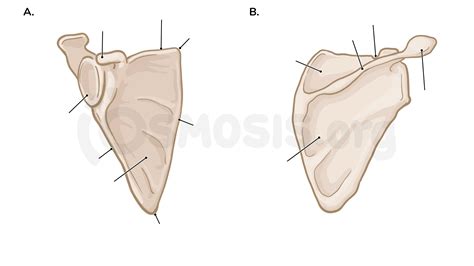 Blank Scapula Diagram