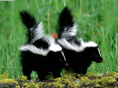 Skunks Cute Animal-Wildlife | The Wildlife