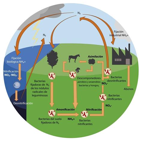 Ciclo Del Nitr Geno Qu Es Caracter Sticas Etapas Importancia