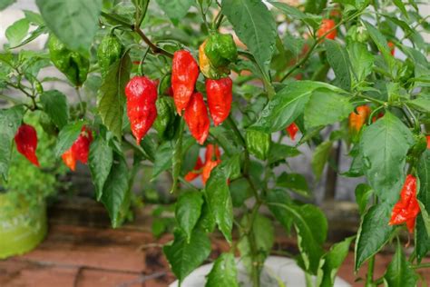 Ghost Pepper Plant How To Grow Ghost Peppers Outside In Pots