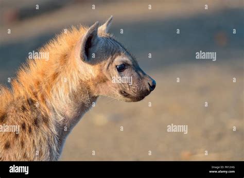 Spotted Hyena Or Laughing Hyena Crocuta Crocuta Cub In The Morning