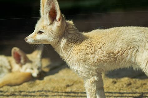 A Fennec Fox in Close-Up Photography · Free Stock Photo