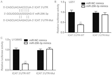 Mir P Promotes The Proliferation Of Glioblastoma Cells By