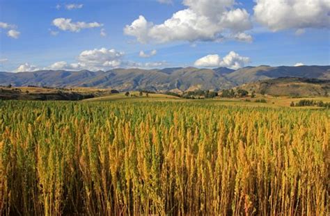 Quinoa | Description, Plant, Seeds, Domestication, History, & Nutrition ...