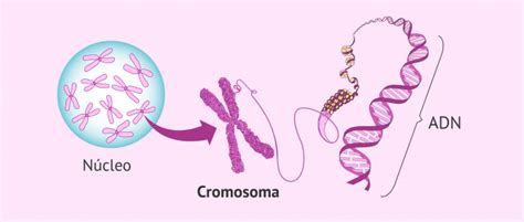 ¿qué Son Los Cromosomas