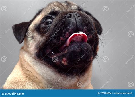 Portrait Of A Pug Dog With Red Inflamed Wounds On His Face Dog Allergy