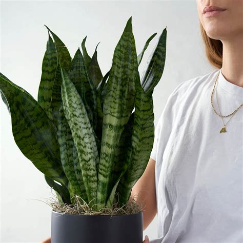 Snake Plant | Westmount Florist