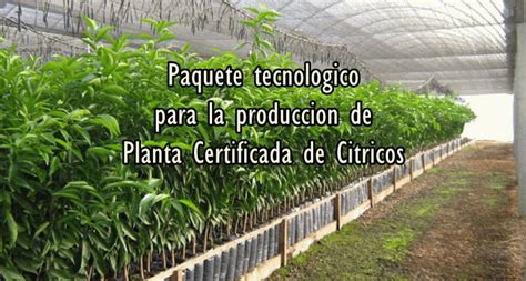 Guia Para La Produccion De Planta Certificada De Citricos Infoagronomo