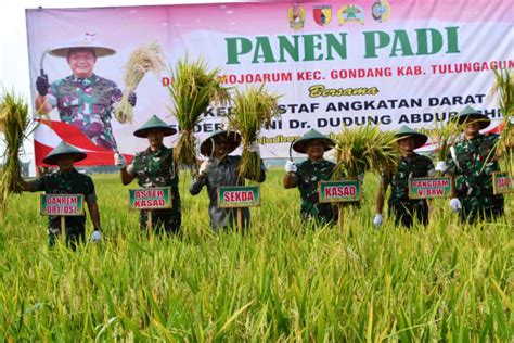 KSAD Panen Raya Padi Di Tulungagung ANTARA News