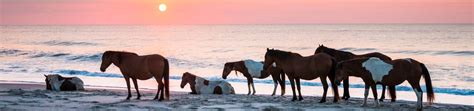 Assateague Island National Seashore Campground Assateague Island National Seashore