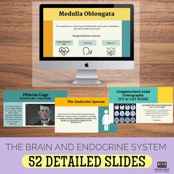 The Brain And The Endocrine System Psychology Lectures And Guided Notes