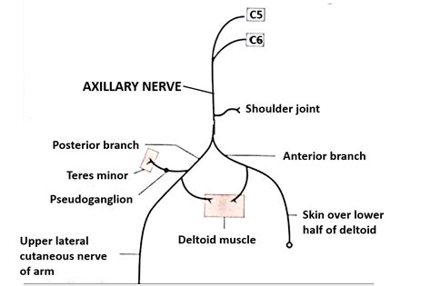 Axillary Nerve – Anatomy QA