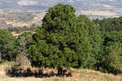 Pinus Devoniana Pinaceae Image 65766 At PhytoImages Siu Edu