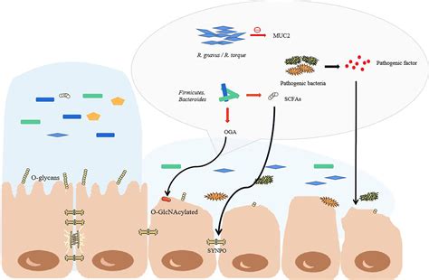 Frontiers Interaction Between Commensal Bacteria Immune Response And