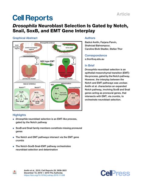 Pdf Drosophila Neuroblast Selection Is Gated By Notch Snail Soxb