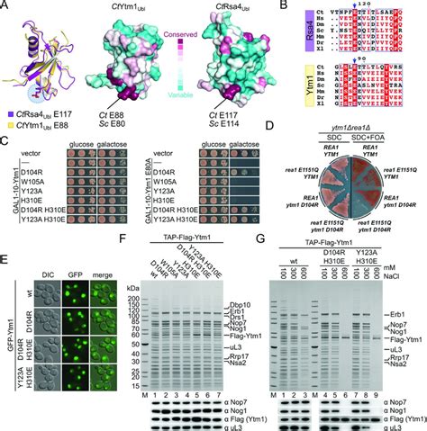 Ytm1 Interface Mutations Abolish The Dominant Lethal Effect Of The E80a